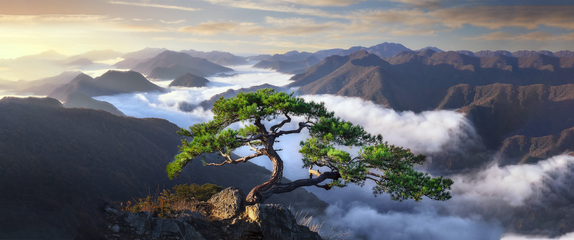 tree - By @arrogant on Itaku