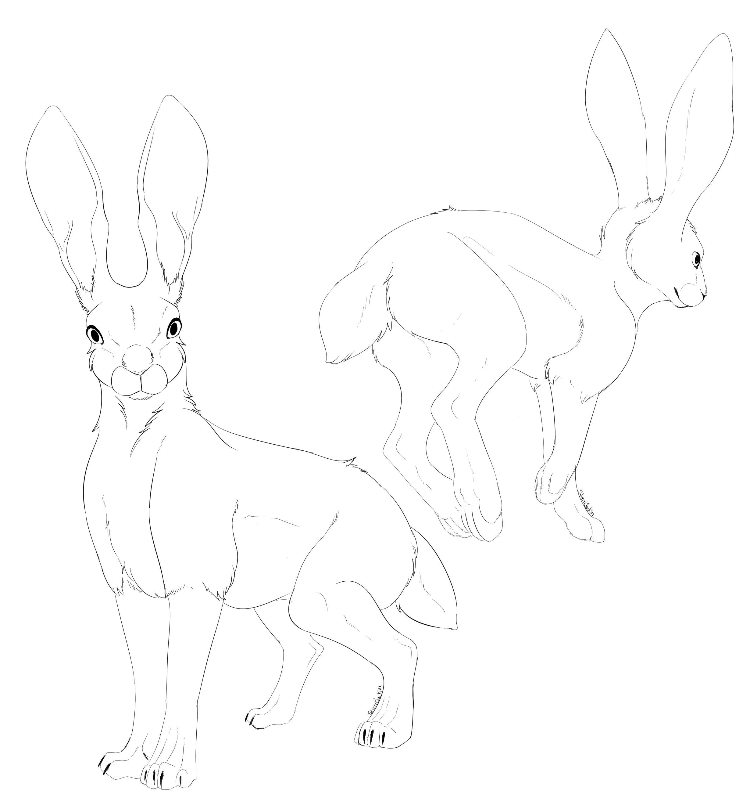 Line Drawing Jack Rabbit F2U Feral Jackrabbit Linework - By @silvernjack on Itaku